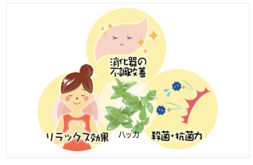 2023年6月20日　ペパーミントの日？？？