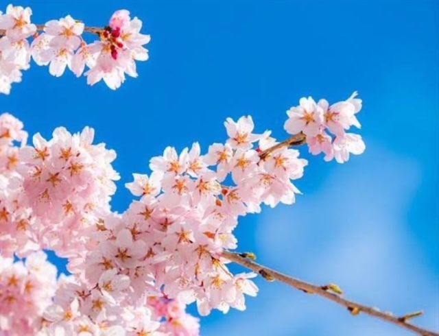 2024年3月12日　春の風物詩「桜」に関する面白い【雑学】